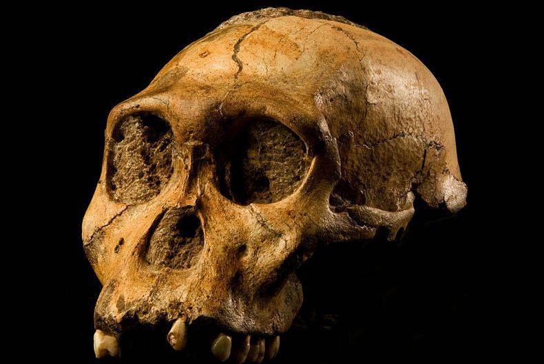 В Эфиопии нашли череп жившего 3,8 миллиона лет назад австралопитека