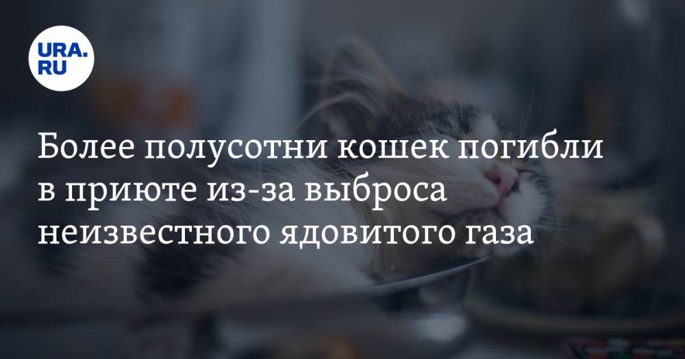 Более полусотни кошек погибли в приюте из-за выброса неизвестного ядовитого газа — URA.RU