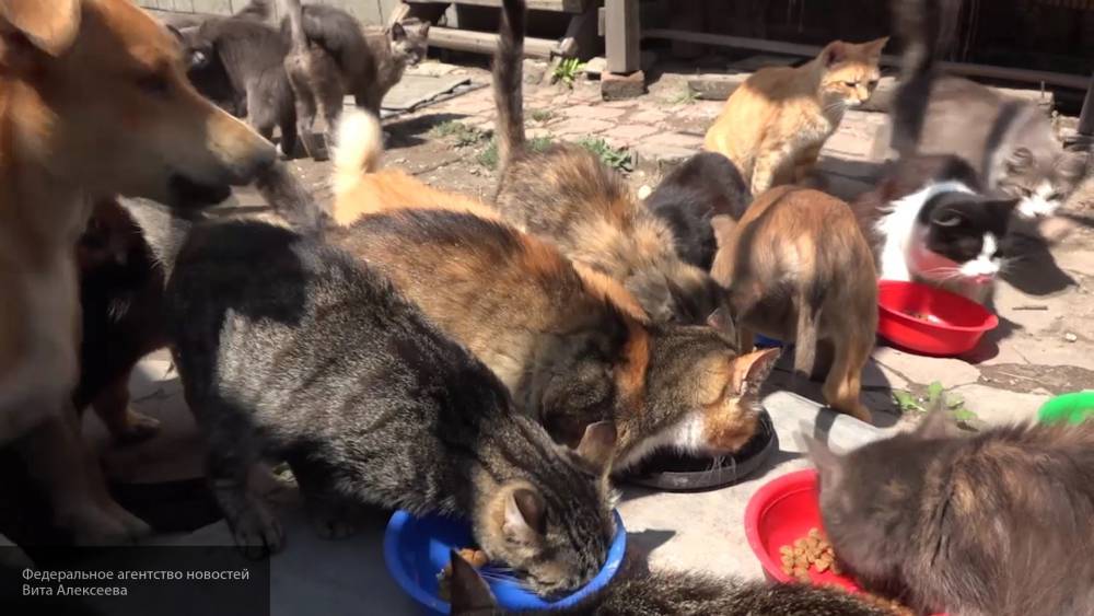 Более 60 животных погибли в оренбургском приюте без видимых причин