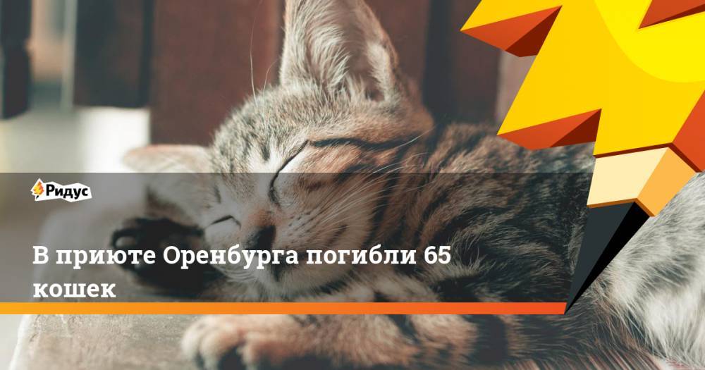 В приюте Оренбурга погибли 65 кошек. Ридус