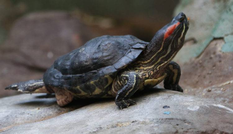 В Южной Калифорнии заметили двуглавую черепаху - newtvnews.ru - шт. Калифорния - штат Южная
