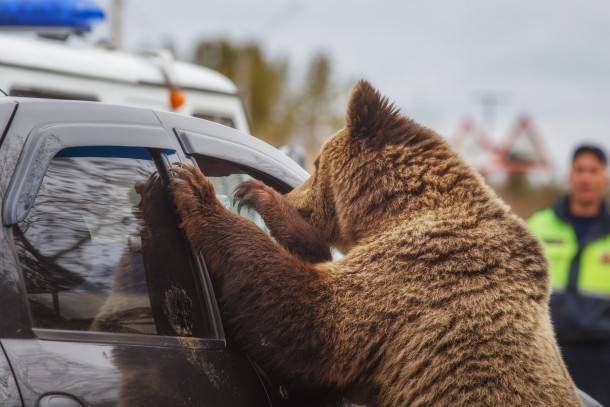 Сыктывкарцев предупредили о гуляющем возле города огромном медведе
