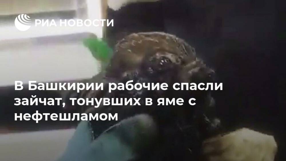 В Башкирии рабочие спасли зайчат, тонувших в яме с нефтешламом
