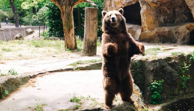 Женщина-сторож из Якутии криком прогнала медведя, напавшего на нее в селе