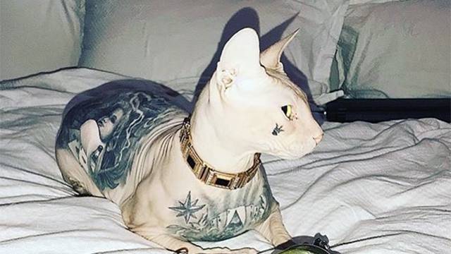 На Урале потерялся татуированный лысый кот