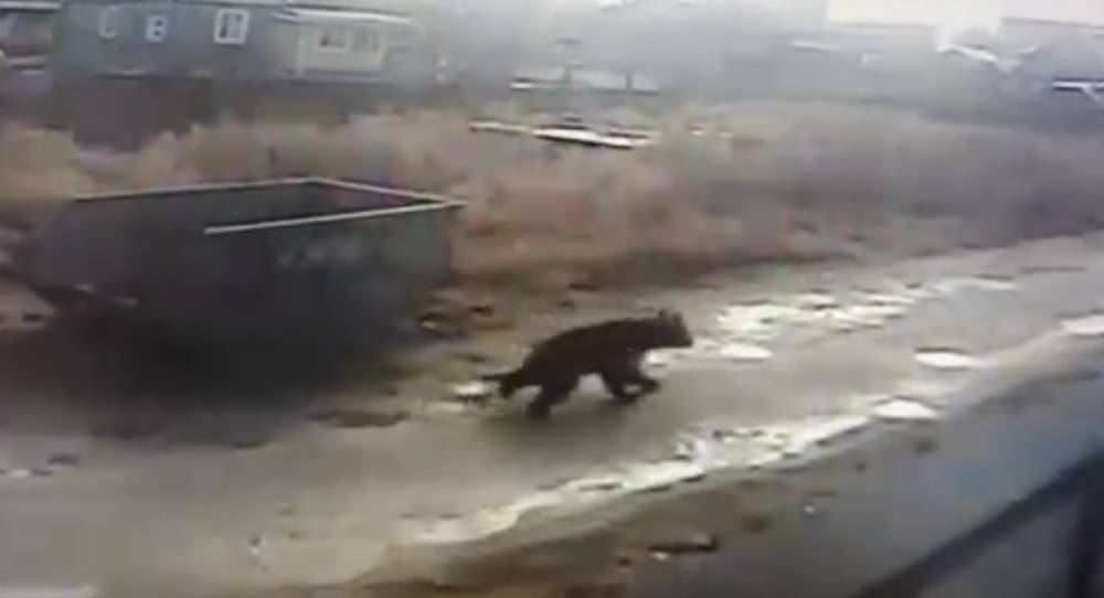 В пригороде Сыктывкара по улицам Нижнего Чова носился медведь