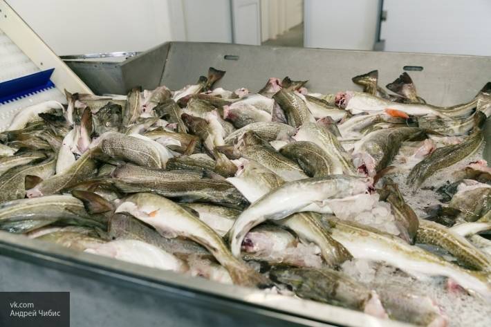 Новое предприятие Архангельской области блокирует рыбу Норвегии