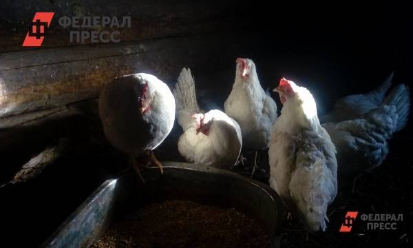 В Петербурге обнаружили куриное мясо с листерией