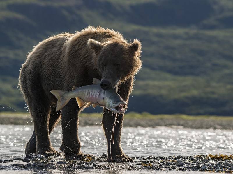 В России резко подорожал лосось