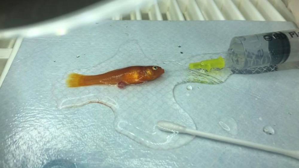 Английский ветеринар прооперировал рыбку под наркозом