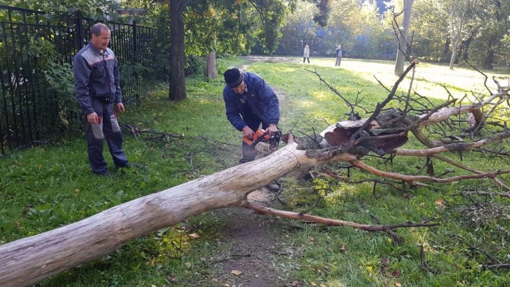 Во Фрунзенском районе продолжат спиливать сухие деревья