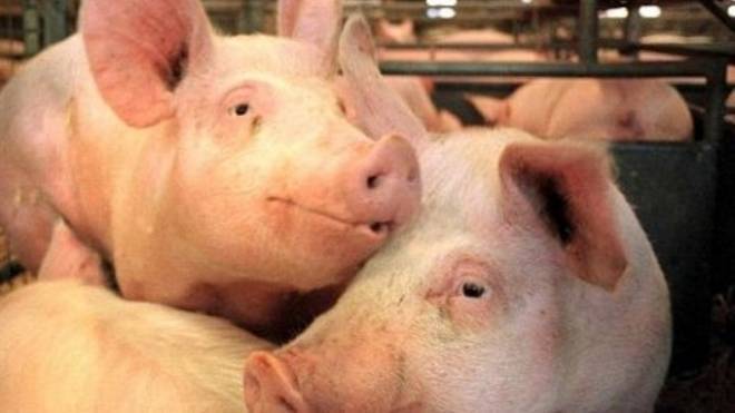 Очередной очаг африканской чумы свиней выявили в Приамурье
