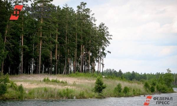Нижегородская область планирует вовлечь в оборот 400 тысяч гектаров леса