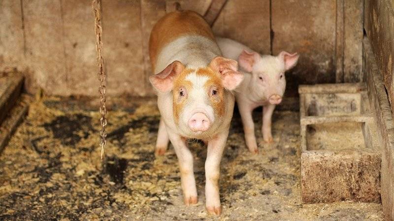 Режим ЧС ввели в районе Приамурья из-за африканской чумы свиней