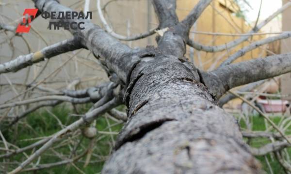 Ночной ураган в Омской области повалил деревья и обесточил 19 поселков
