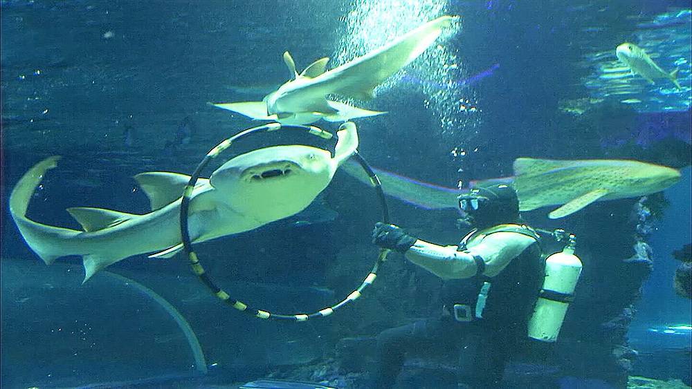 Белоперая акула родила детеныша во время выступления в Петербурге