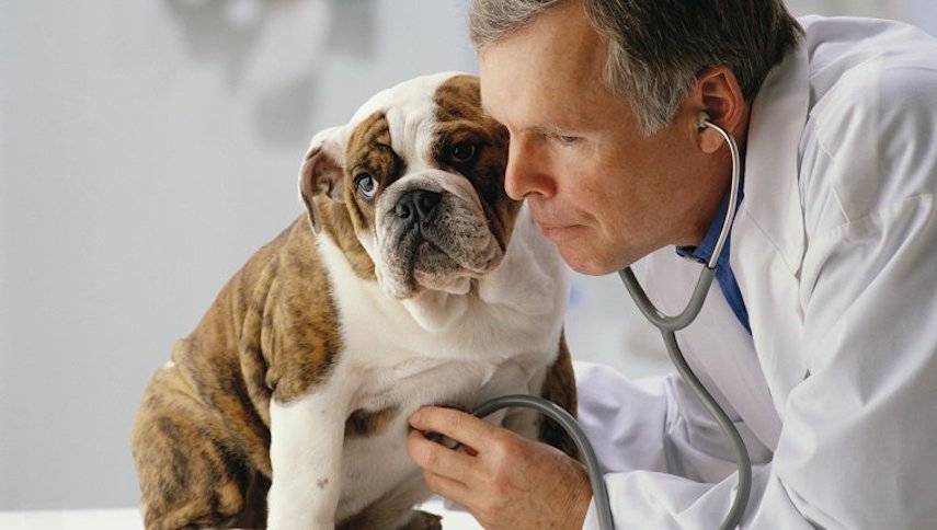 Ветеринар рассказал о последнем желании домашних животных перед смертью