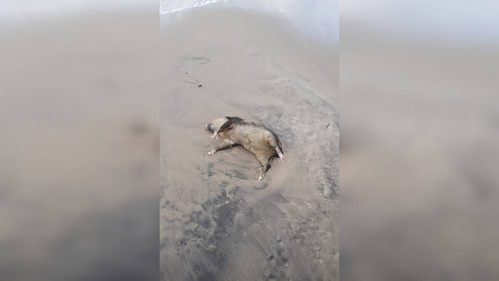 Мертвого кабана обнаружили на пляже в Пионерском
