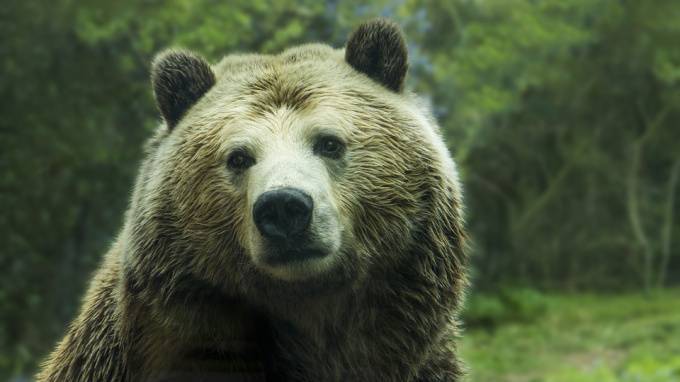 На Сахалине медведь убил сторожа