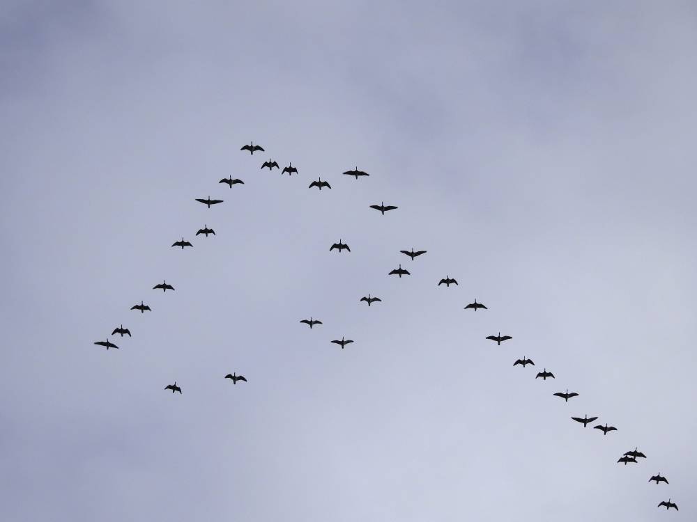 Птицы массово покидают Омск