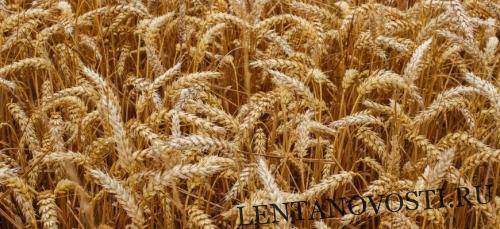 Эфиопия объявила первый тендер на покупку пшеницы с мая