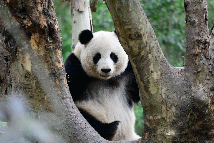 Би Би Си - «Он гулял, но пошатнулся и упал». Китай расследует смерть своей панды в тайском зоопарке - theins.ru - Китай - Таиланд