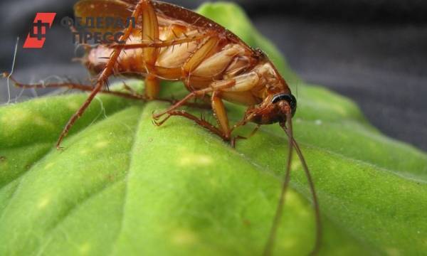 Ученые проверили, как излучение от телефонов влияет на рыжих тараканов
