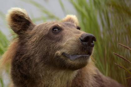 Медведь растерзал российского сторожа