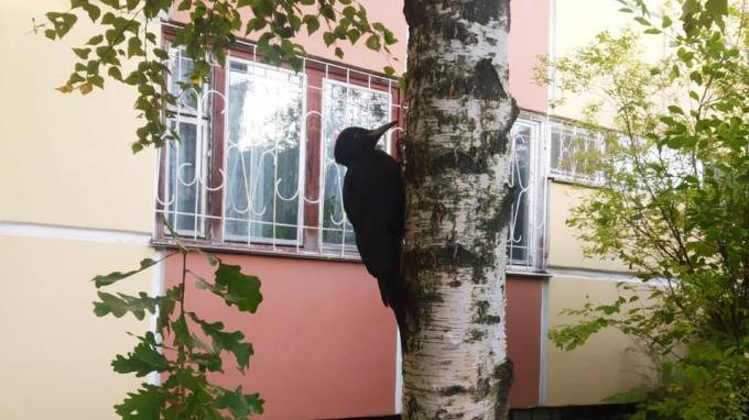 Петербуржцам пригрозили штрафом за беспокойство птиц