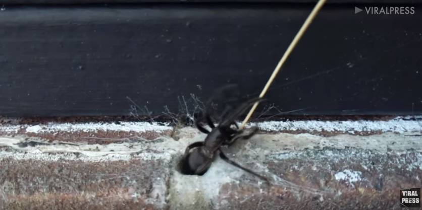 Британец нашел в стене огромного паука&nbsp;с зелеными челюстями
