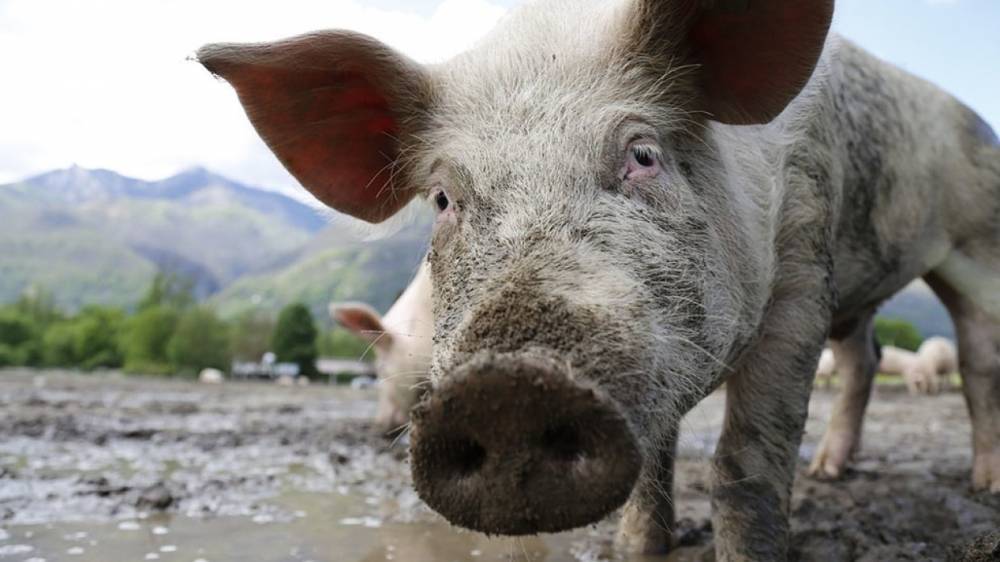 Американскую компанию обвинили в умышленном заражении чумой украинских свиней