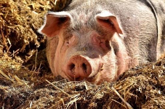 В Приамурье выявили новый случай заболевания африканской чумой свиней