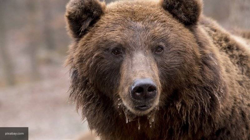 Медведь убил сторожа рыболовецкого стана на Сахалине