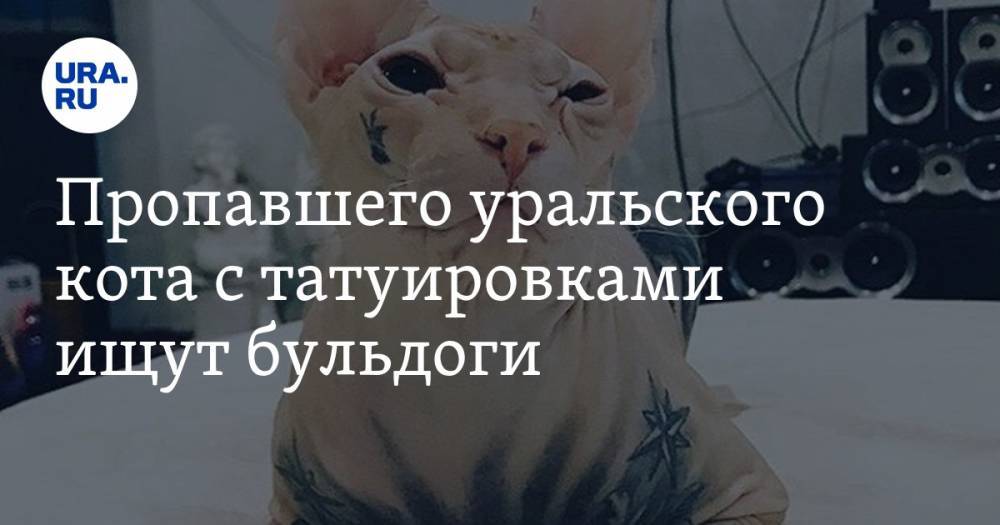Пропавшего уральского кота с татуировками ищут бульдоги