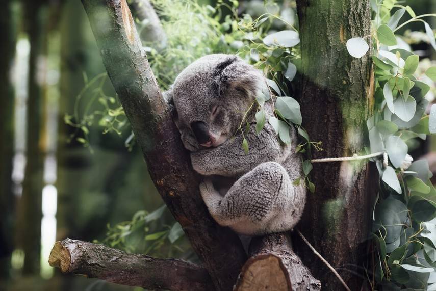 В Сиднее предлагают провести ночь среди коал