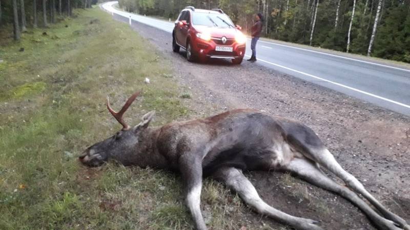По дороге в Финляндию водитель обнаружил мертвого лося