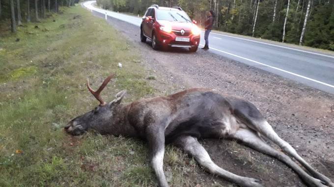 На трассе Скандинавия петербуржцы заметили умершего у обочины лося