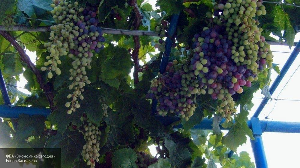 Ученые рассказали о пользе виноградных косточек