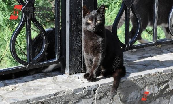 Между пиарщиками мэрии Екатеринбурга и свердловского губернатора пробежала черная кошка