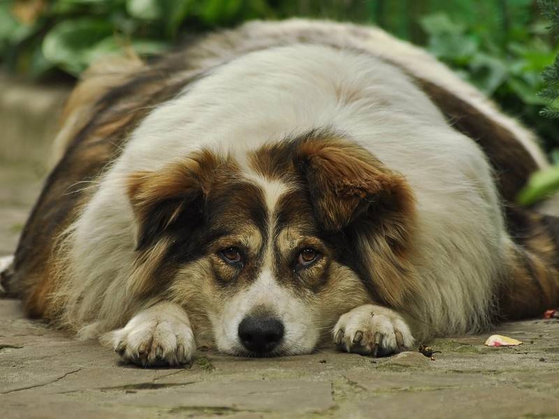 Учёные выяснили, почему у людей с лишним весом толстые собаки
