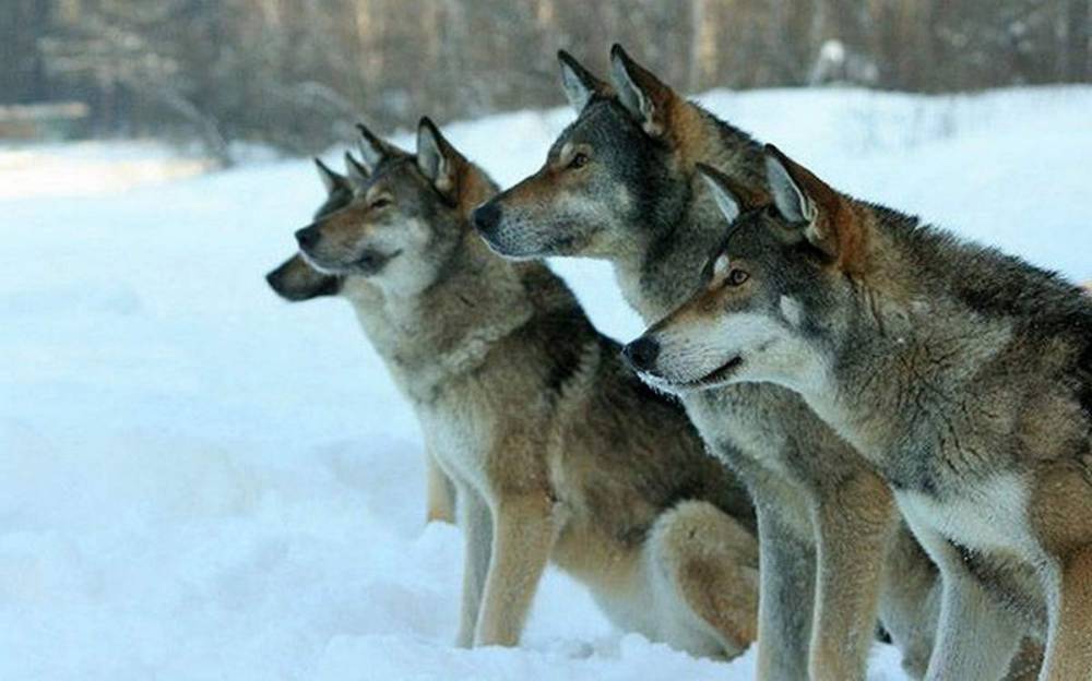 В Финляндии завели дело о незаконном ввозе российских волков для разведения волкособов