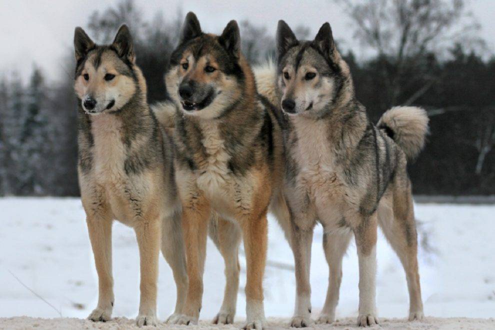За убийство четырёх охотничьих собак экс-чиновнику из Пермского края грозит уголовное наказание