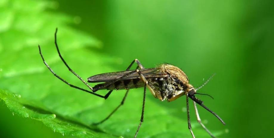 Здоровый мужчина погиб от укуса комара