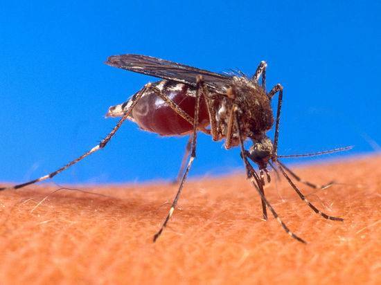 Здоровый мужчина скончался после укуса комара