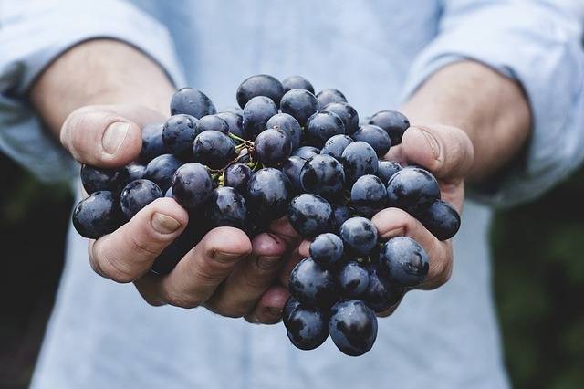 Названа польза виноградных косточек для организма