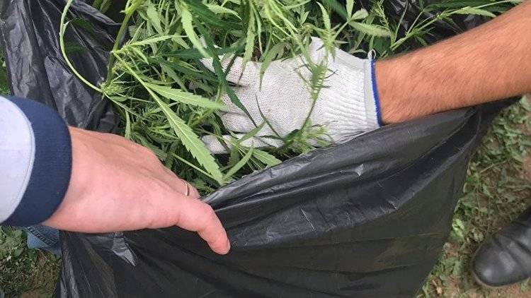 Украинец выращивал наркотики у границы с Крымом