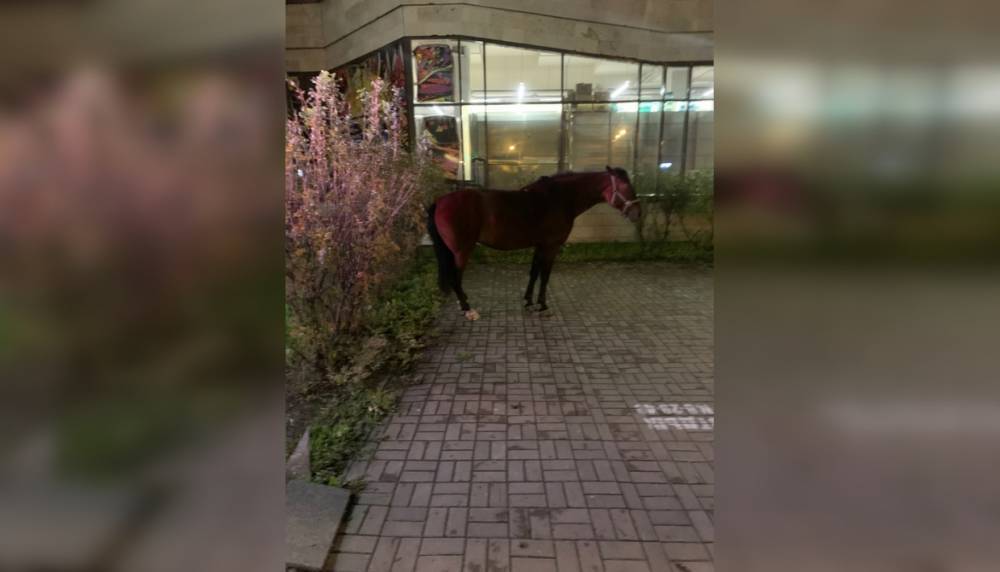 Одинокую лошадь опять заметили петербуржцы на Площади Конституции