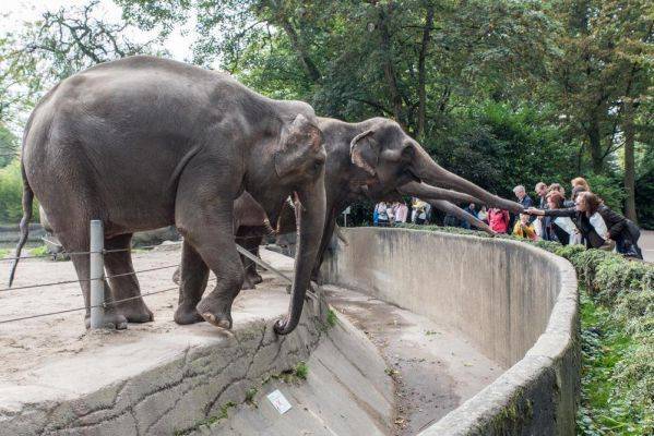 Слонов в Московском зоопарке будут кормить печеньем