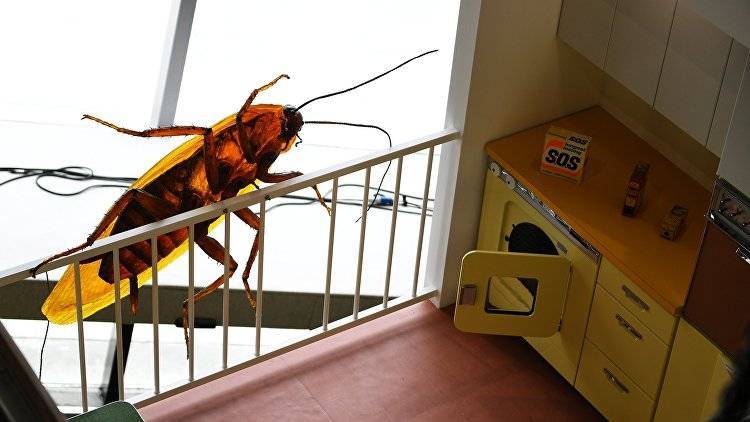 Ученые выявили странную закономерность между радиоволнами и тараканами