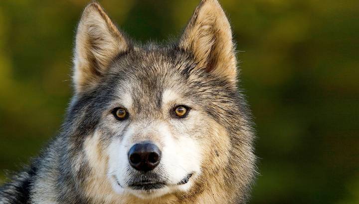 Россиянку судят за разведение волкособов в Финляндии